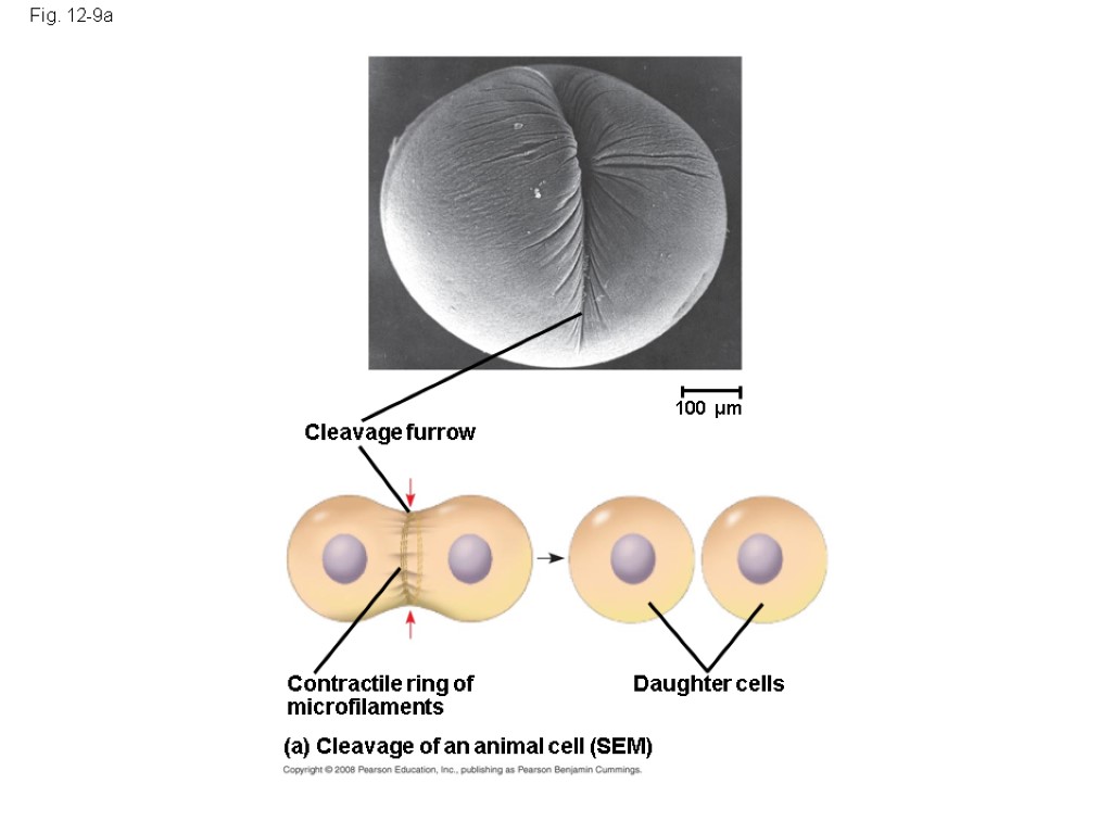 Cleavage furrow Fig. 12-9a 100 µm Daughter cells (a) Cleavage of an animal cell